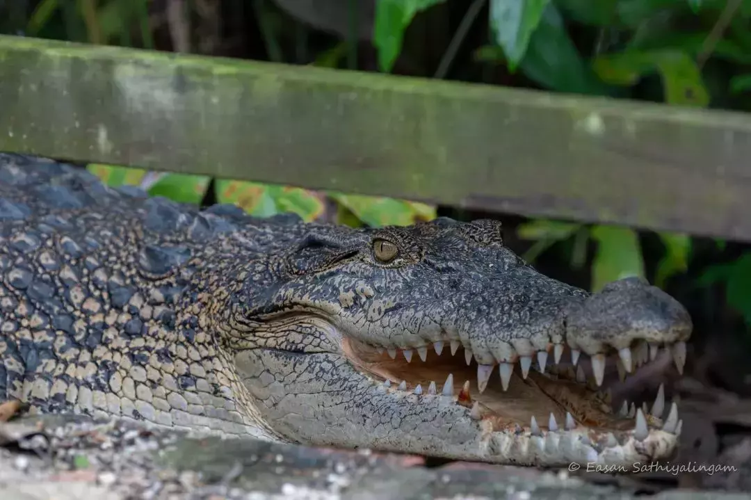 新加坡上演巨蜥PK蟒蛇!平平无奇的小路边,居然藏了一只鳄鱼