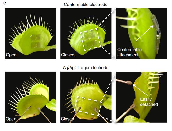 植物也能联网！新加坡科学家研发植物机器人，可用于观测植物健康和病虫害预警