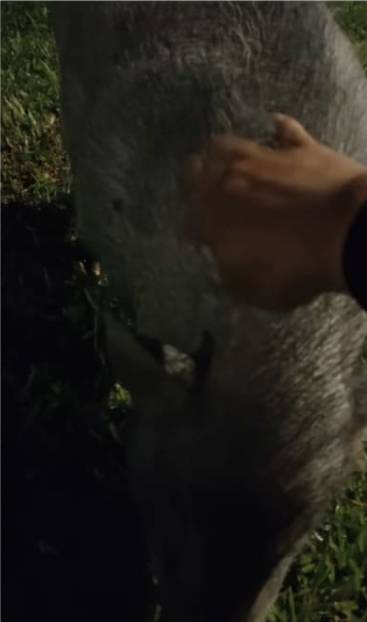 太魔性！新加坡大神居然把野猪当宠物？还公主拍哄其睡觉