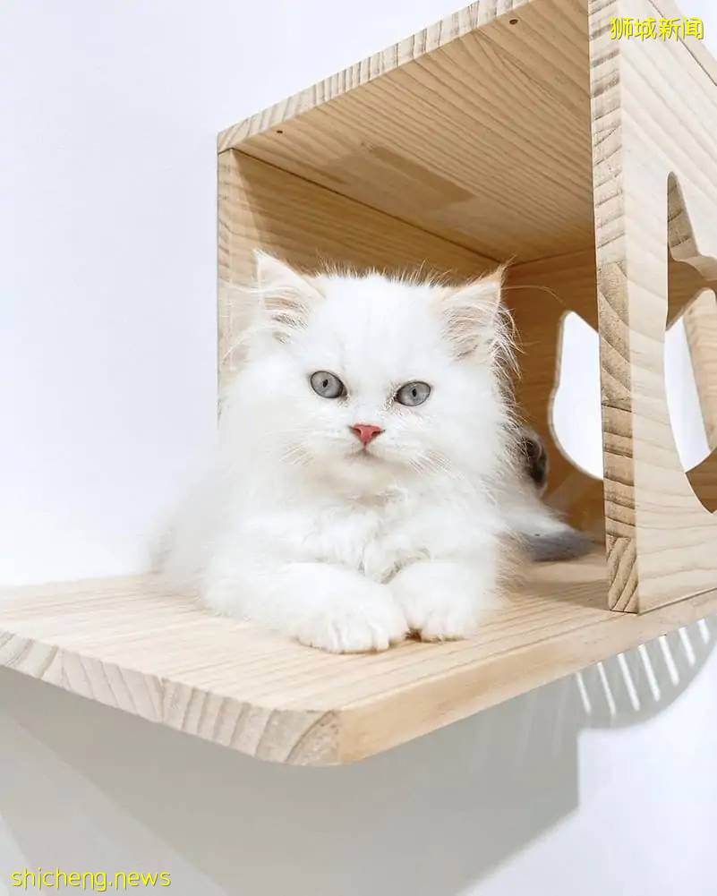 仅$12+!新加坡新开的撸猫好去处,让毛球们治愈你的心