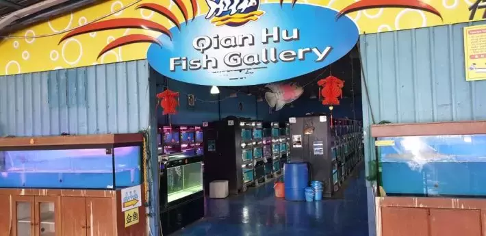 遛娃好去处!捞鱼、鱼疗Spa、参观科普、购买观赏鱼,一站式体验@仟湖渔场