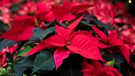 這個聖誕,來濱海灣花園開啓一場夢幻的北歐之旅吧