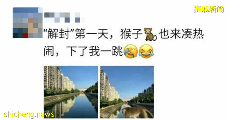 今天給新加坡的封條們,剪個彩吧!