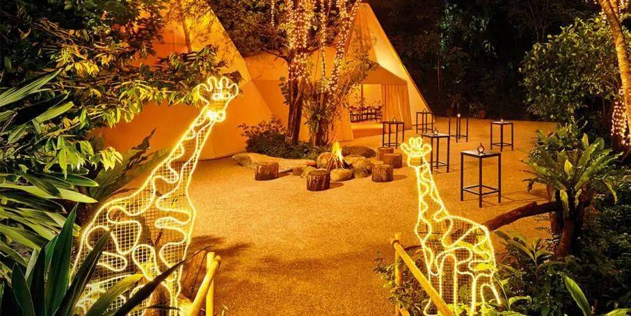 来夜间动物园吃晚餐吗