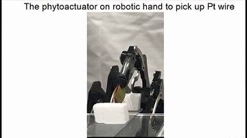 植物也能聯網!新加坡科學家研發植物機器人,可用于觀測植物健康和病蟲害預警