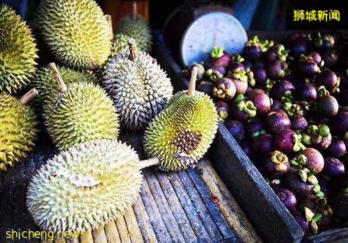 榴梿季到!泰國和馬來西亞的榴梿誰家的最好吃