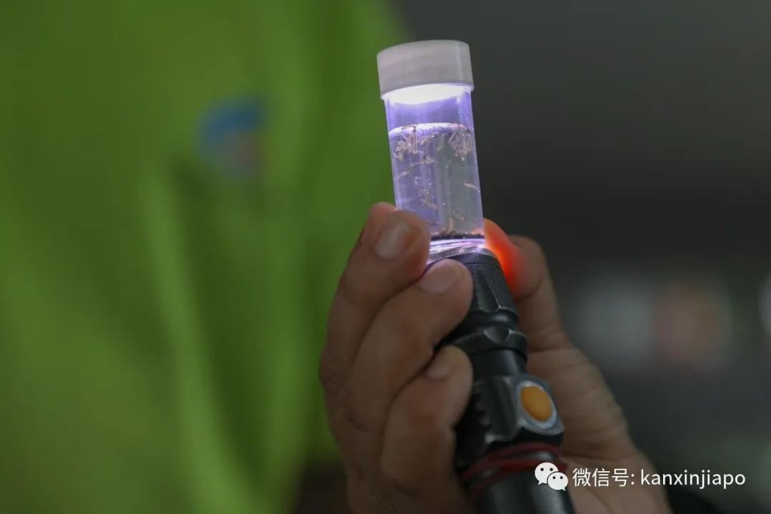 今增XXX 累计YYY | 祸不单行！新加坡爆发史上最严重骨痛热症，死亡人数攀至16人