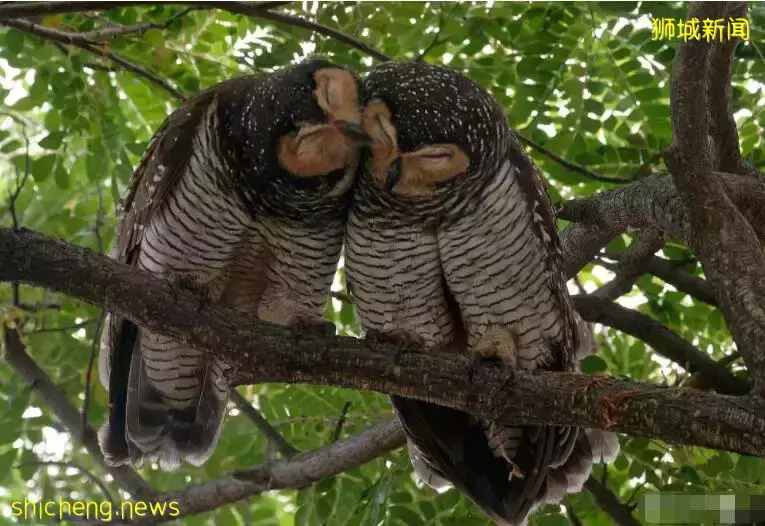 举报!这对“鸟人”在新加坡公园公然“虐狗”,恩爱秀的甜过啦