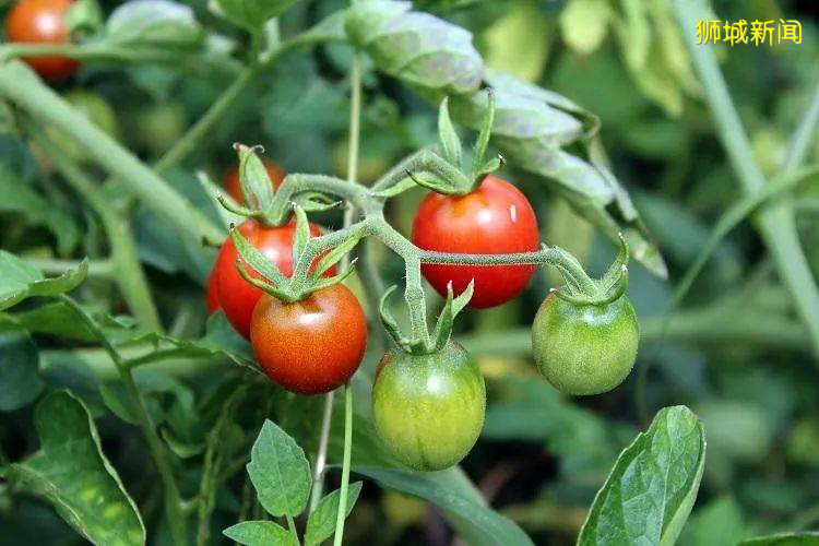 翻土、播种、浇水!新加坡最容易养活的6种小植物等娃来翻牌