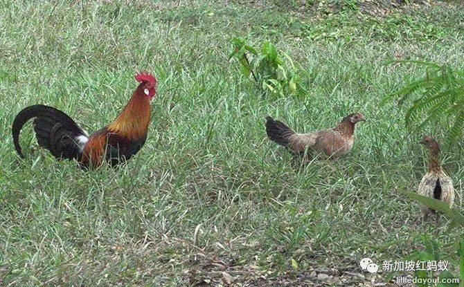 新加坡东部有趣的地标真不少,猜你一定叫不出它们的名字