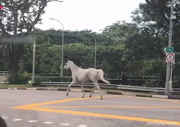 真的是马路！ 白马奔驰 目击者惊叫