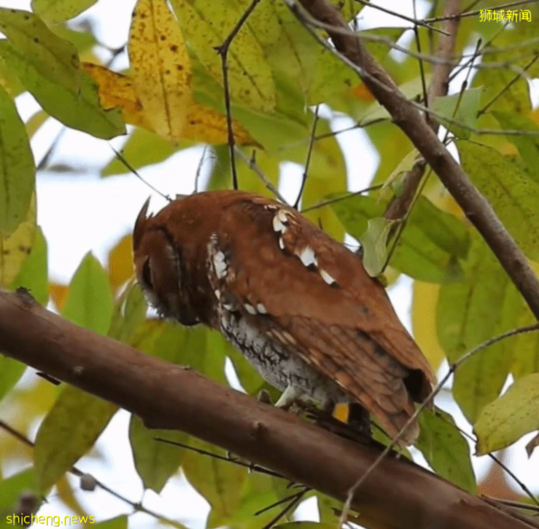 罕见!偶遇新加坡版的小鹿斑比,捡到睡着的猫头鹰