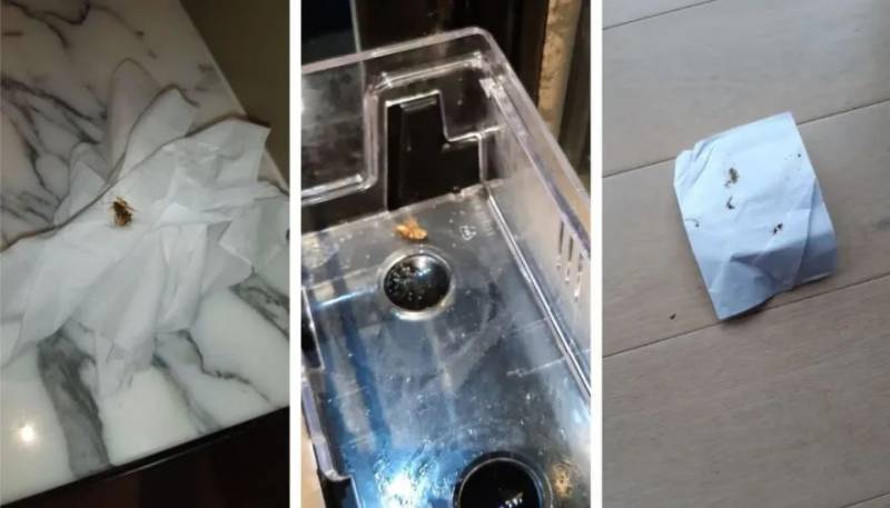 蟑螂门延续！又一家新加坡五星级隔离酒店中招，住客：一共杀了17只蟑螂