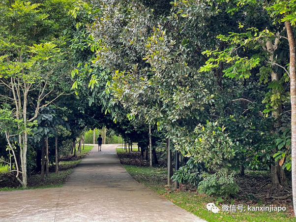 捕获野生李显龙与夫人看大海、逛公园、玩自拍