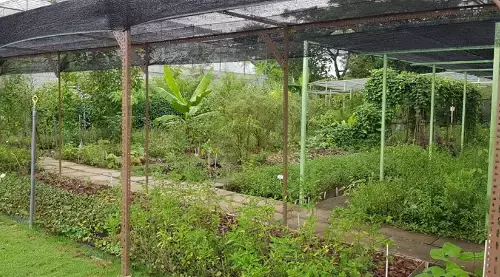 下水抓蛙、摘菜摸鱼、开土摩托……我带娃体验了一把新加坡的农家乐