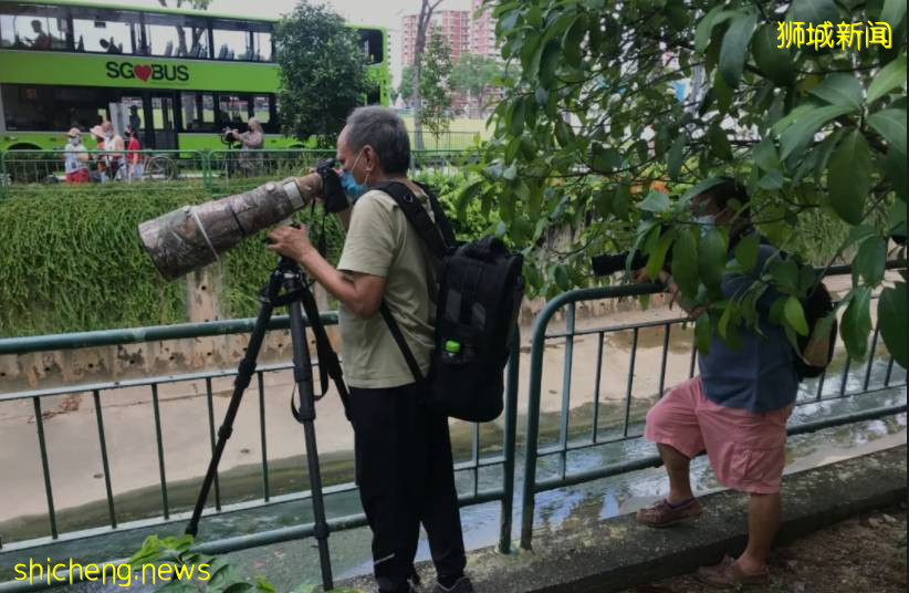 手持長槍短炮、無視安全距離，新加坡這群“瘋子”爲誰發瘋？命都不要了