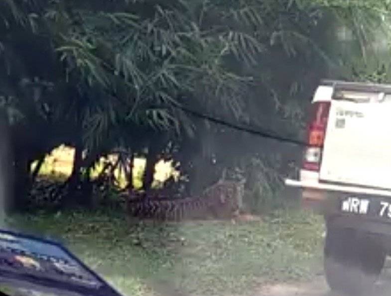 惊！轮到老虎走出森林了！