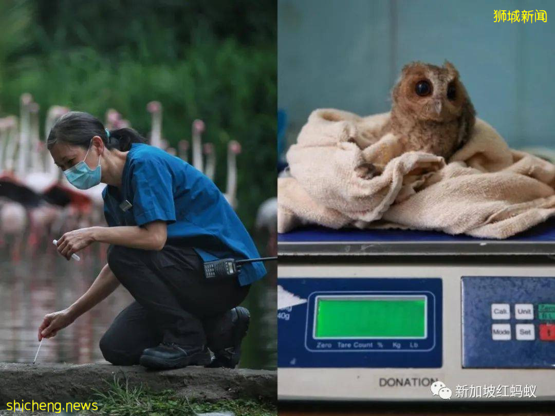 新加坡飛禽公園設有禽類專科醫院　裏面的“病人”最輕5克最重50公斤
