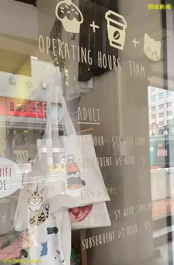 聊天、喝咖啡、撸貓……新加坡愛寵人士聚會好去處,軟萌貓咪等你來