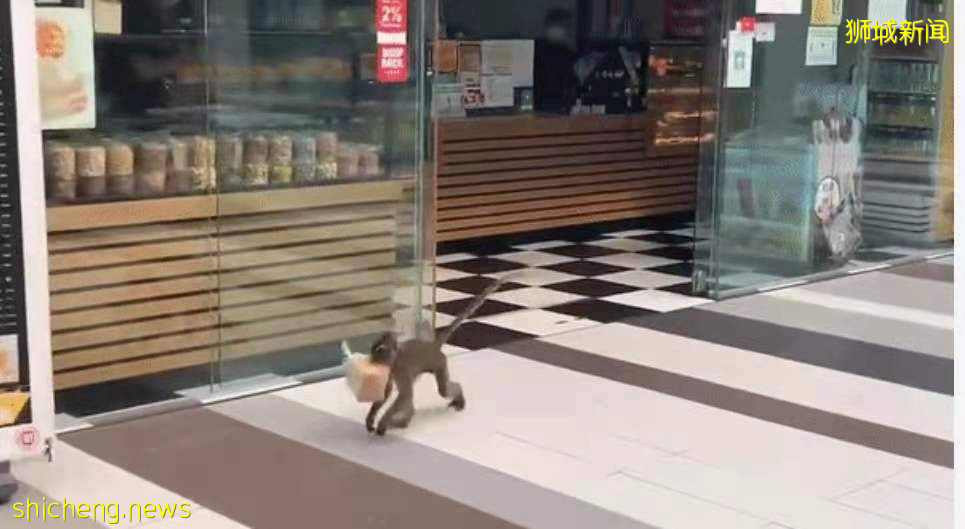 防火防盜防猴子，新加坡這家面包店慘遭猴子盜竊