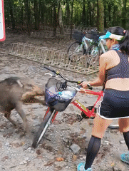 野猪闯祸与民众同罪，去留怎么定？