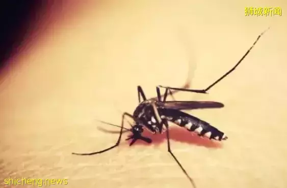 新加坡30件“合法但有病”的事！哈哈哈哈哈