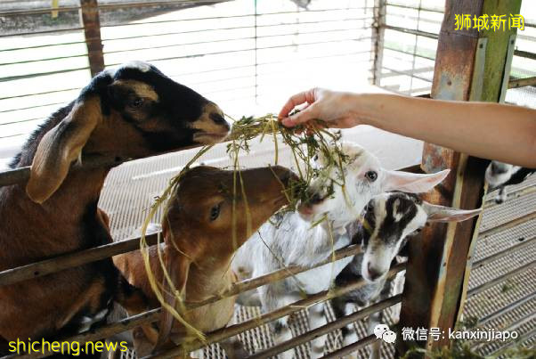 教你如何10元玩转新加坡