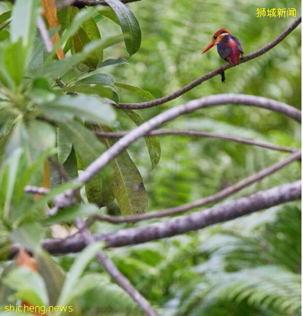 新加坡公园发生诡异一幕,罕见三趾翠鸟飞入池塘后“蒸发不见”