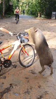 野猪闯祸与民众同罪，去留怎么定？