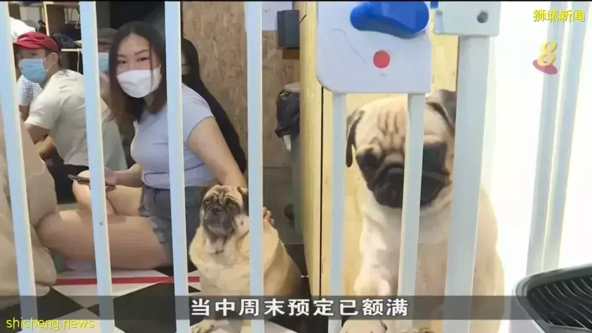 防疫措施松绑 宠物咖啡馆及交流活动业者接更多预定