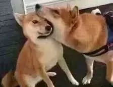 新加坡爲什麽沒有狂犬病?連本地人都不知道的一段黑曆史