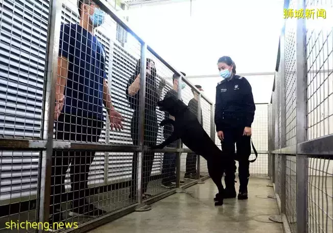 狗狗发威! 240警犬大队 每年破百案