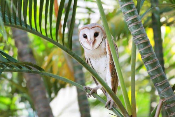 罕见谷仓猫头鹰出现 摄影发烧友聚集拍照