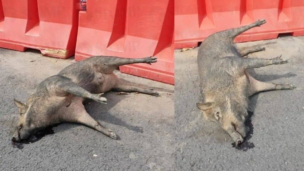 別在 NTU 餵豬了!新加坡的野生動物可不好惹