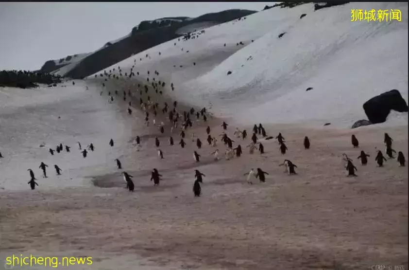 从热辣赤道穿越至冰雪南极是神马体验,新加坡这群人包船玩“冰火”