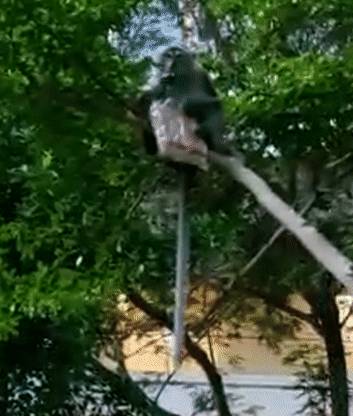 我要报警!新加坡的野猴冲进超市抢面包,惊呆路人