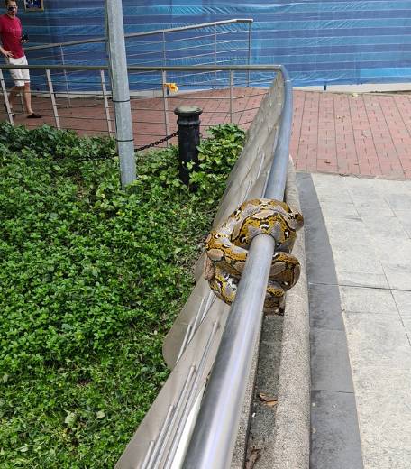 新加坡天气转好,蟒蛇也出来晒太阳了