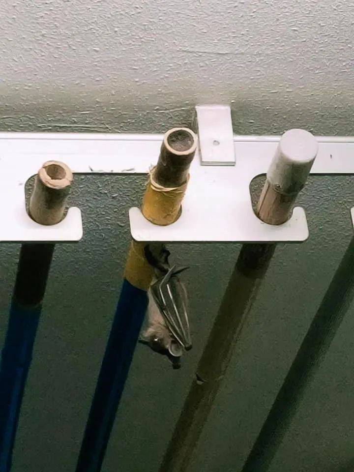 “救命！我在新加坡厨房里挂了一串香蕉，引来一群蝙蝠！”