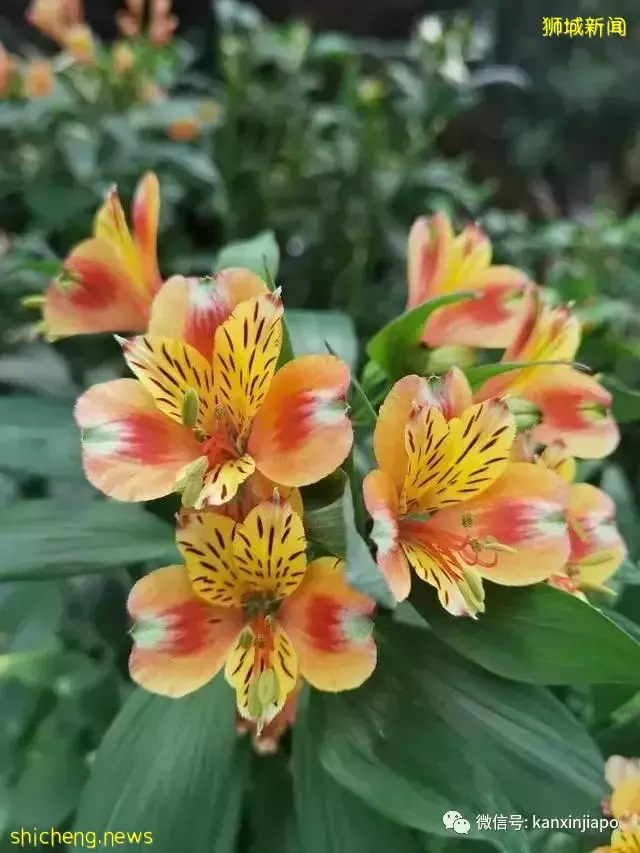 探访新加坡最美花园,只可惜这里的牡丹似乎缺少了点野性