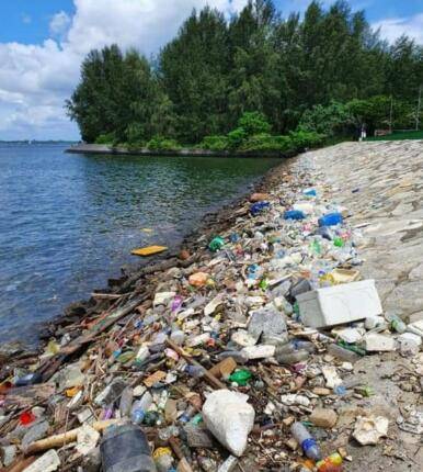 新加坡“徒步島”成“垃圾島”，小姐姐拍到垃圾堆中覓食的小蜥蜴