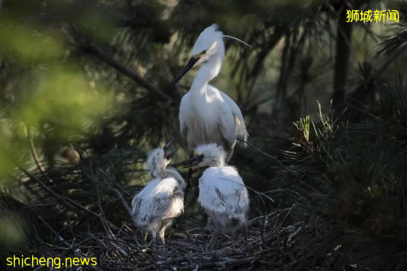 新加坡多个景点重新开放!但需注意
