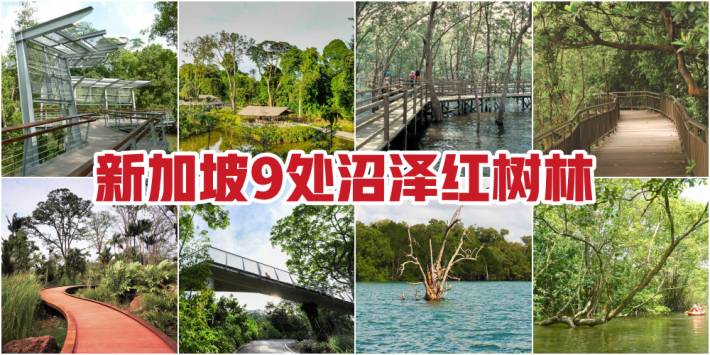 親近大自然，好玩又免費！盤點新加坡9處沼澤紅樹林 · 珍稀野生鳥類 + 特有品種植物 + 漫步木質走道 · 簡直就是大自然愛好者必打卡的聖地