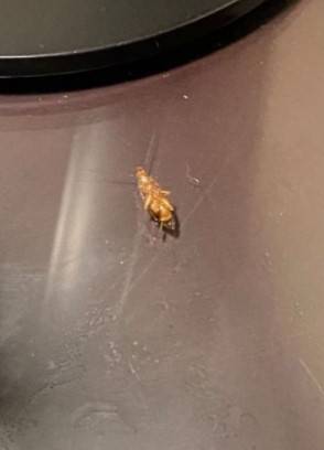 到五星酒店隔离！没想到换五次客房都有蟑螂