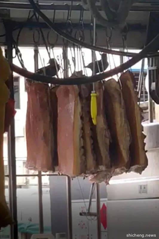 恶心！咖啡店烧腊摊的生猪肉被它们狂啄