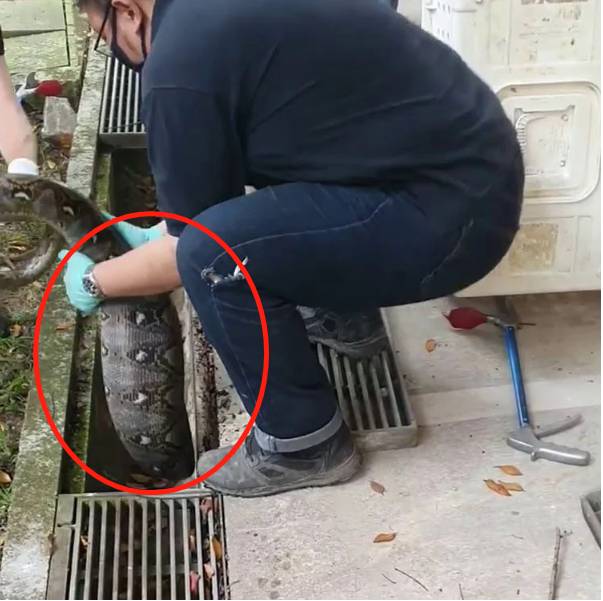 全民围观抓蟒蛇、抓蜥蜴！这样的新加坡有点刺激