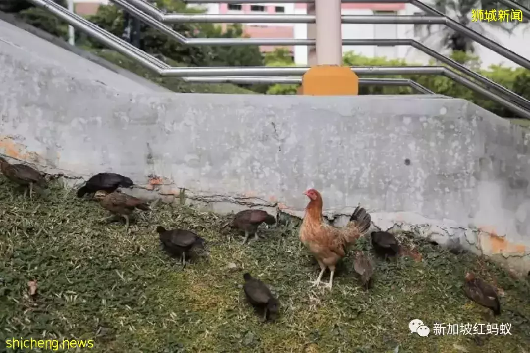 新加坡特色！野鸡有“鸡权”，遭居民投诉鸡啼扰民必须成立工作小组解决问题