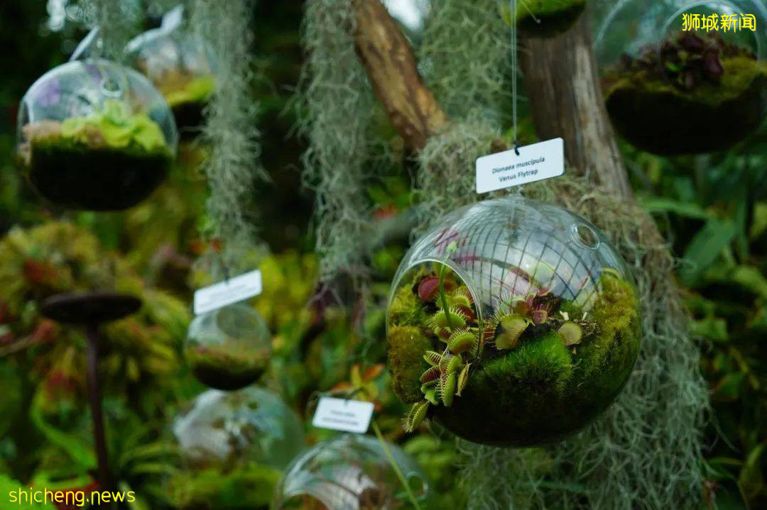 漫遊獅城 爲什麽這裏是網紅打卡地