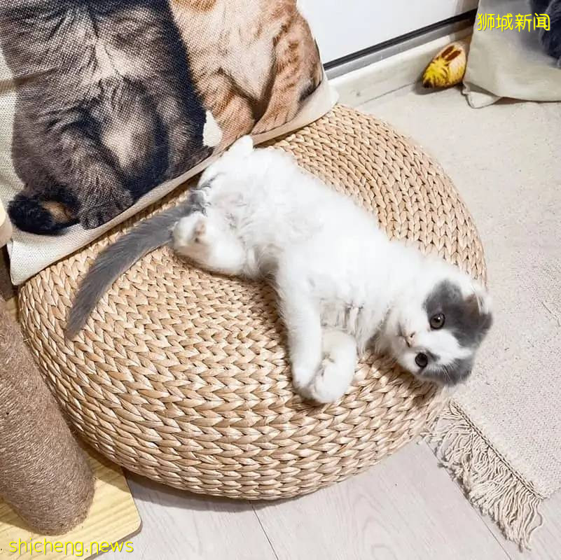 仅$12+!新加坡新开的撸猫好去处,让毛球们治愈你的心