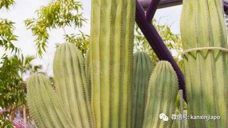 【下周活動】5新幣遊濱海灣花園!老曾記咖喱角免費吃