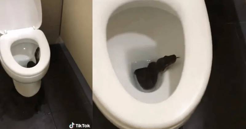TikTok视频惊传新加坡白沙公园厕所马桶冒出黑蛇！网友：希望不是新加坡